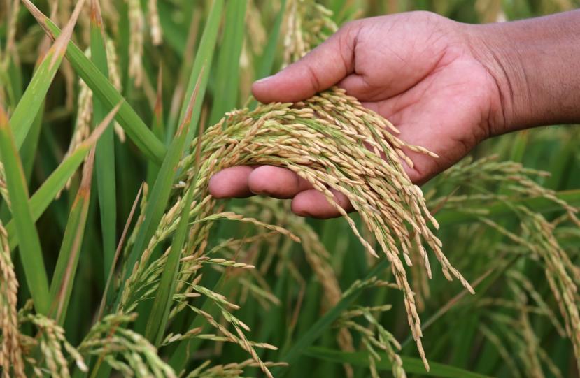 Arsenic and Gluten-Free Diets
