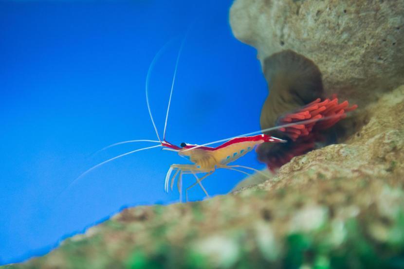 The Benefits of Krill Oil on Lupus