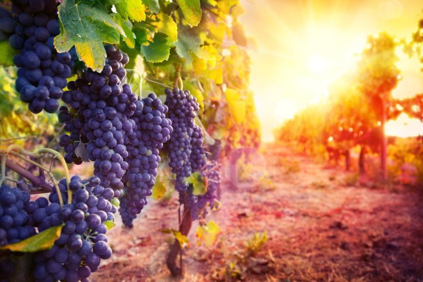 Drinking Red Wine Can Bring Better Health to Individuals Who Are Obese