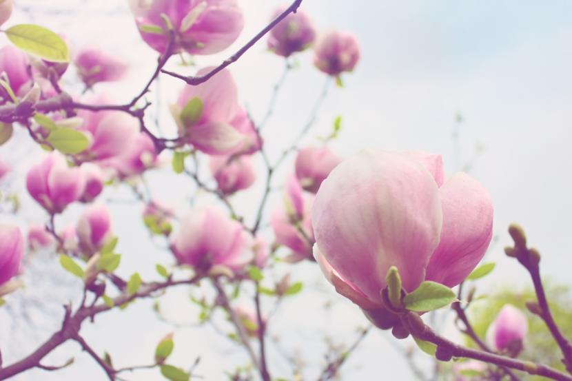 Magnolia Bark Extract Prevents Bad Breath