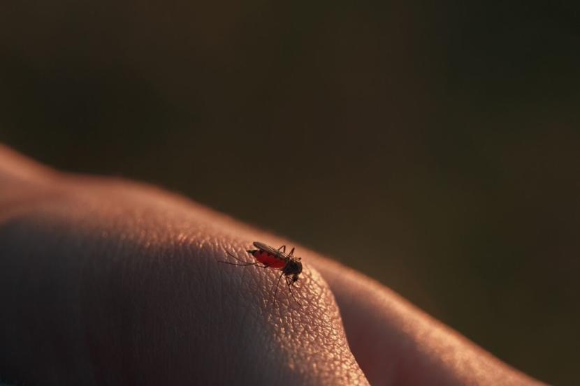 What is Dengue Hemorrhagic Fever?