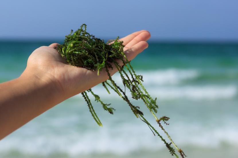 Can Algae Treat Forms of Arthritis?