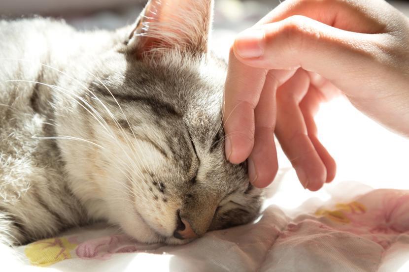 Why Cats Make Great Companions for People with Rheumatoid Arthritis