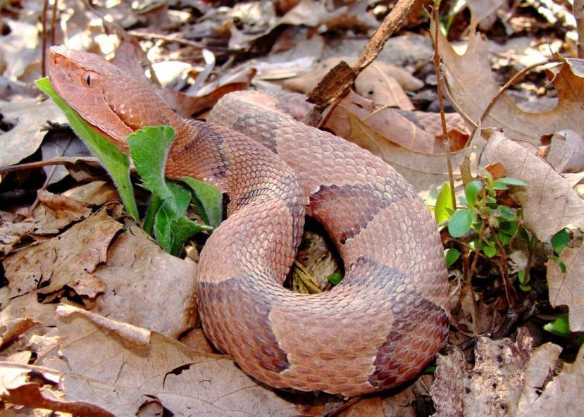 Copperhead Snake Bites: What Does It Look Like?