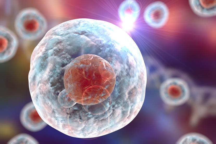 How an Understanding of Signaling Protein Can Help Treatment with Muscular Dystrophy