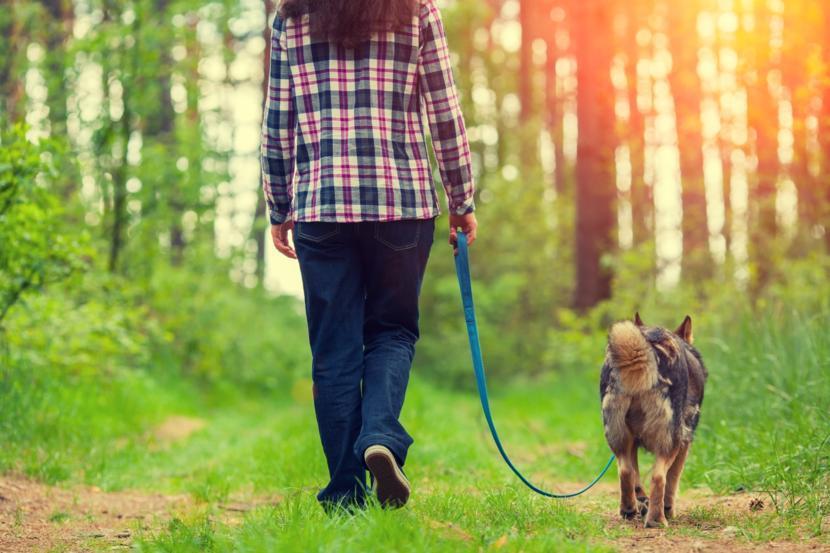 How Do People Get Lyme disease?