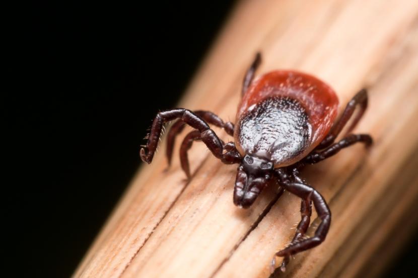 How is Lyme Disease Diagnosed?