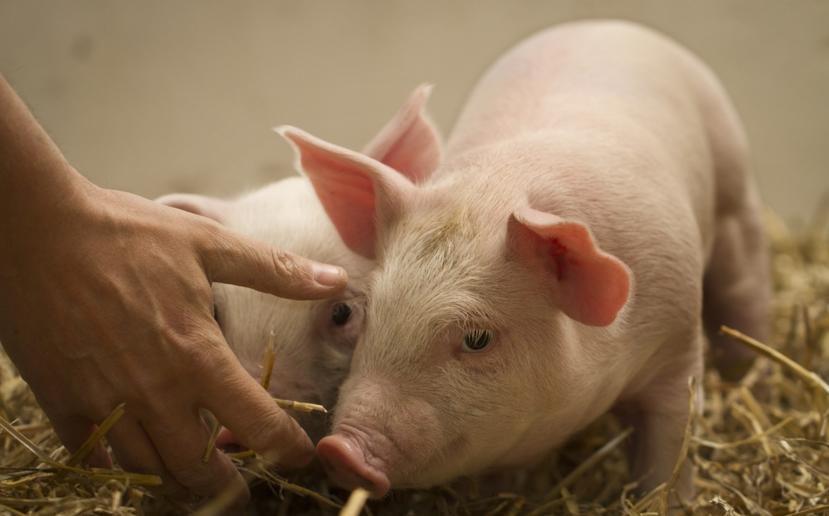 How Pigs Are Increasing Understanding of Cystic Fibrosis