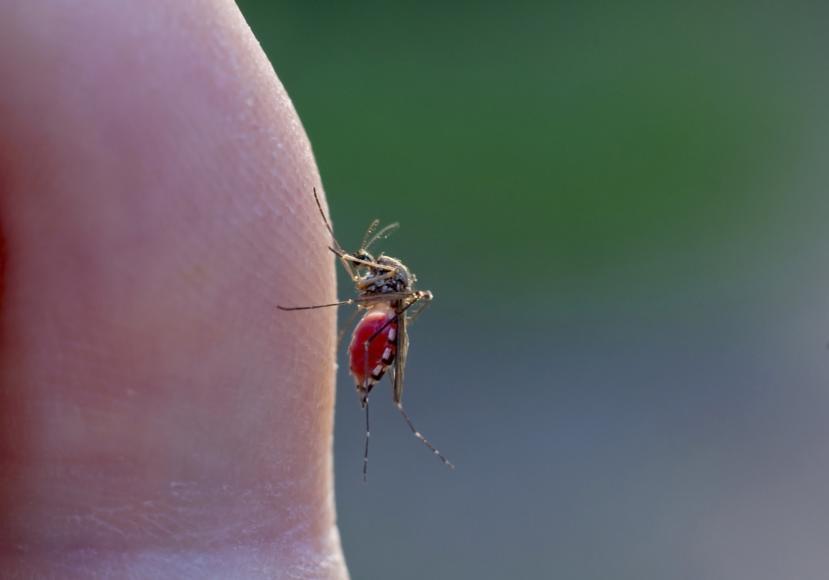 Is Malaria Preventable?