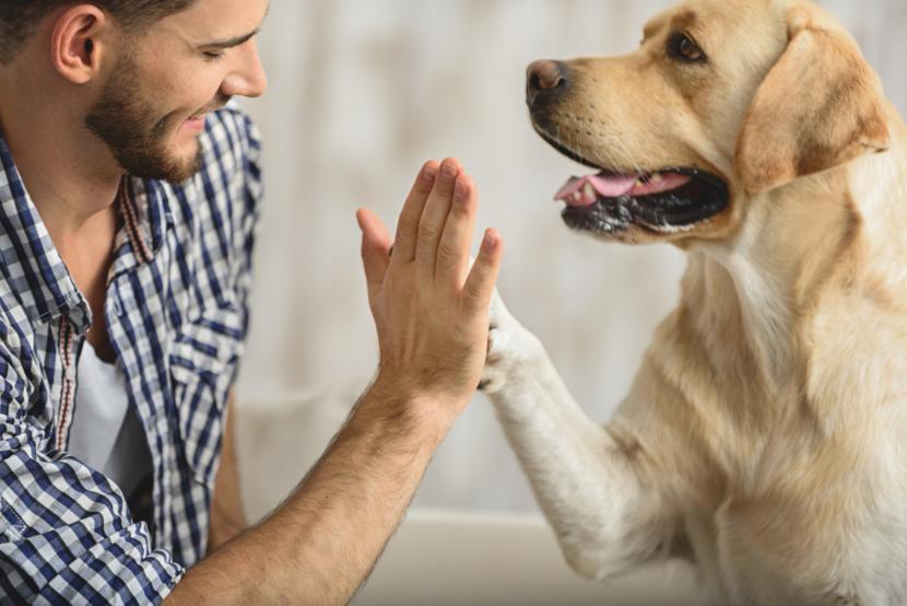 Life-Saving Canines: Everything to Know About Diabetes Support Dogs