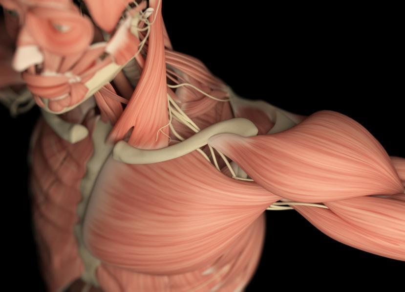 Muscular Dystrophy: A New Understanding of How Muscles Work