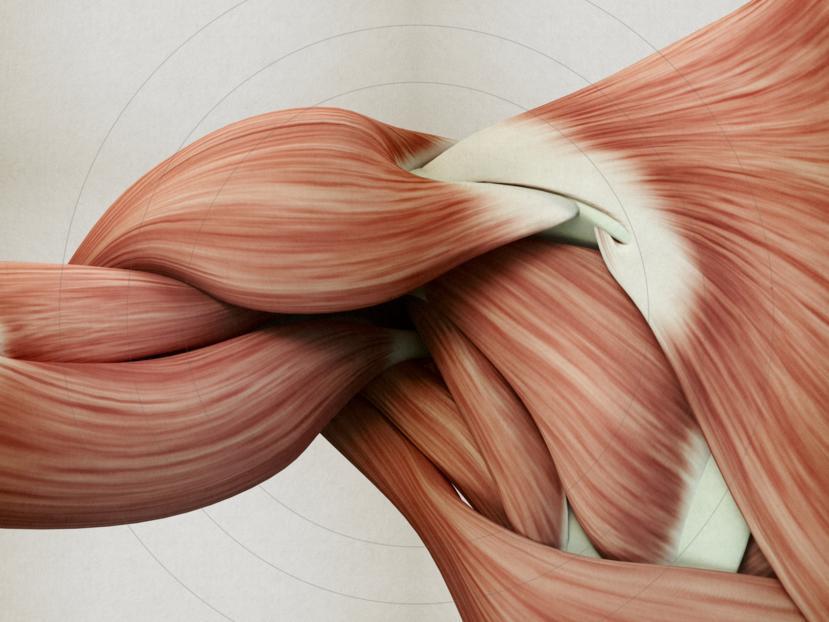 Muscular Dystrophy: Types and Designed Proteins for Treatment