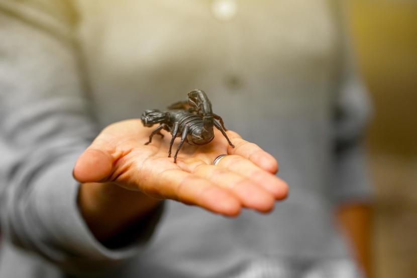 Can Scorpion Venom Really Reverse Rheumatoid Arthritis Symptoms?