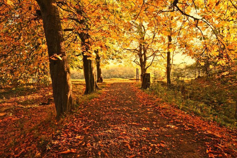 What Are the Causes and Symptoms of Fall Allergies?