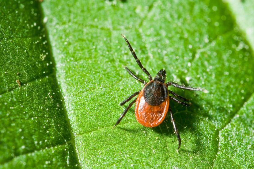 What Are the Symptoms of Lyme Disease?