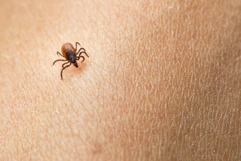 What is Lyme Disease? A General Overview of the Disease