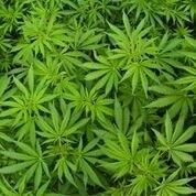What is Medical Marijuana?