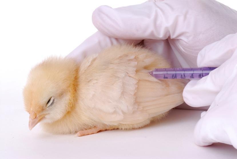 What is the Bird Flu?