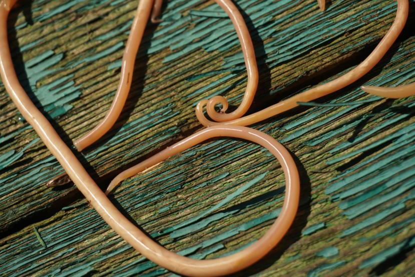 What Are Roundworms