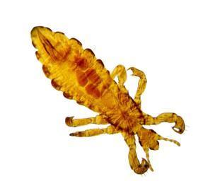 Head Louse